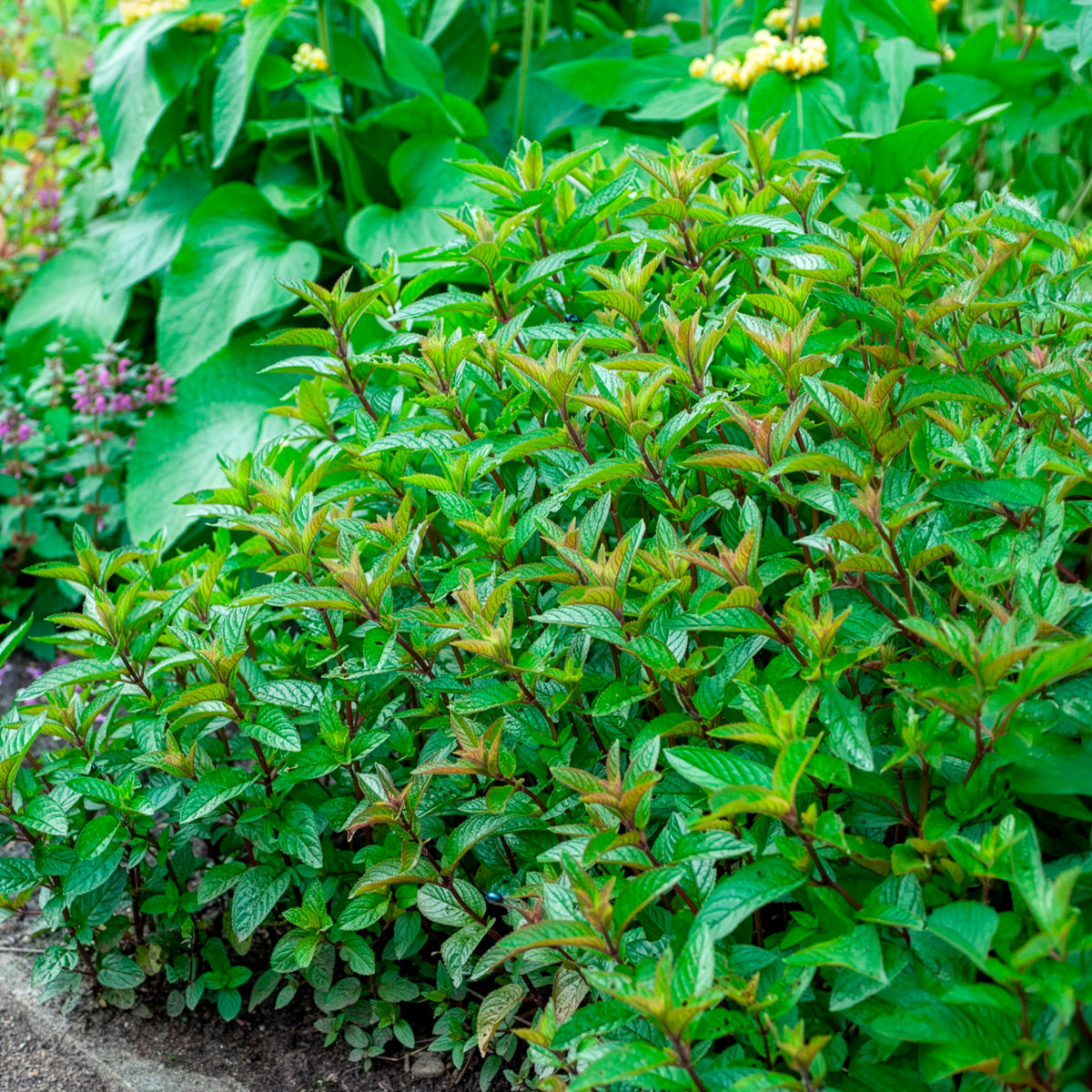 Menthe poivrée
