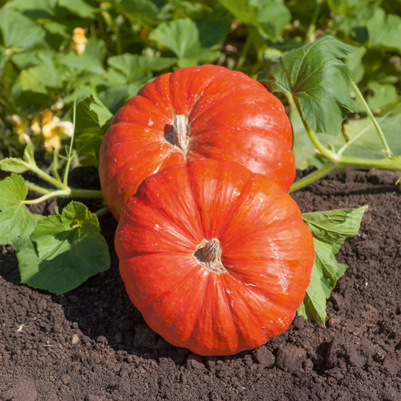 Graines de courges - Potiron Rouge Vif d'Etampes - Cucurbita maxima rouge vif d'etampes