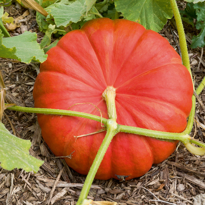 Vente Potiron Rouge Vif d'Etampes - Cucurbita maxima rouge vif d'etampes