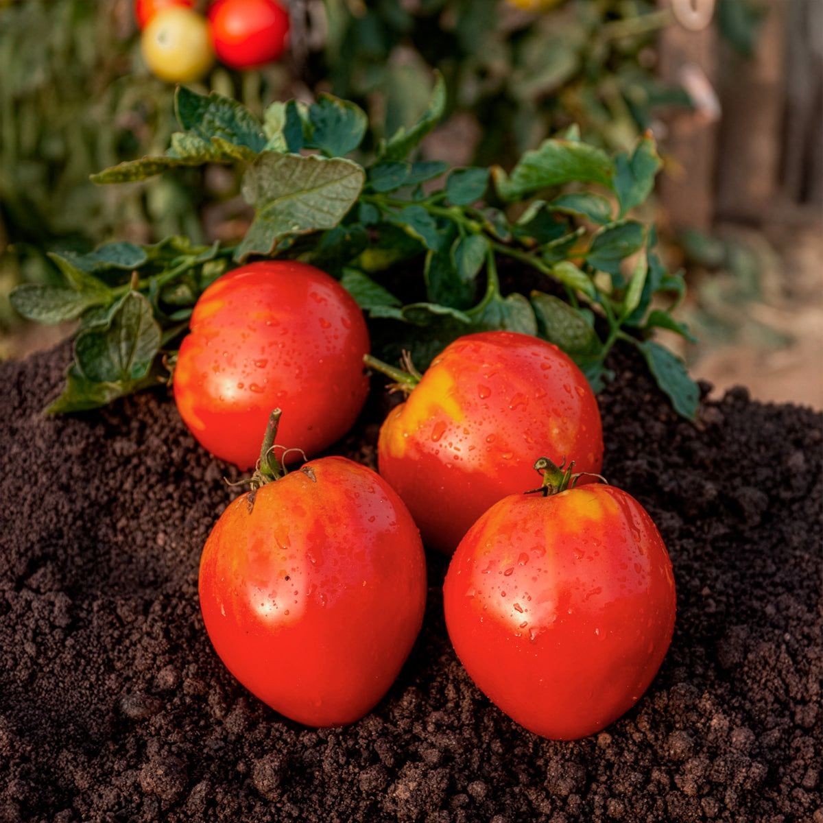 Graines de tomates - Tomate charnue 'Coeur de Boeuf' - Solanum lycopersicum coeur de boeuf