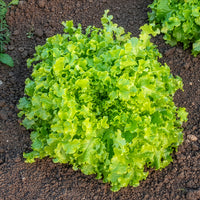 Laitue à couper 'Salad Bowl' - Bakker