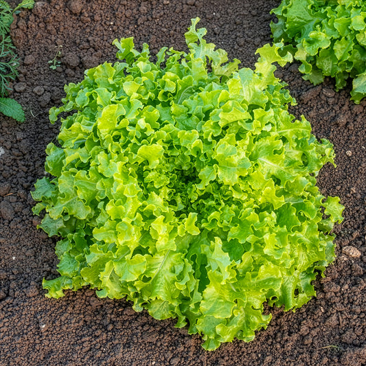 Laitue à couper 'Salad Bowl' - Bakker