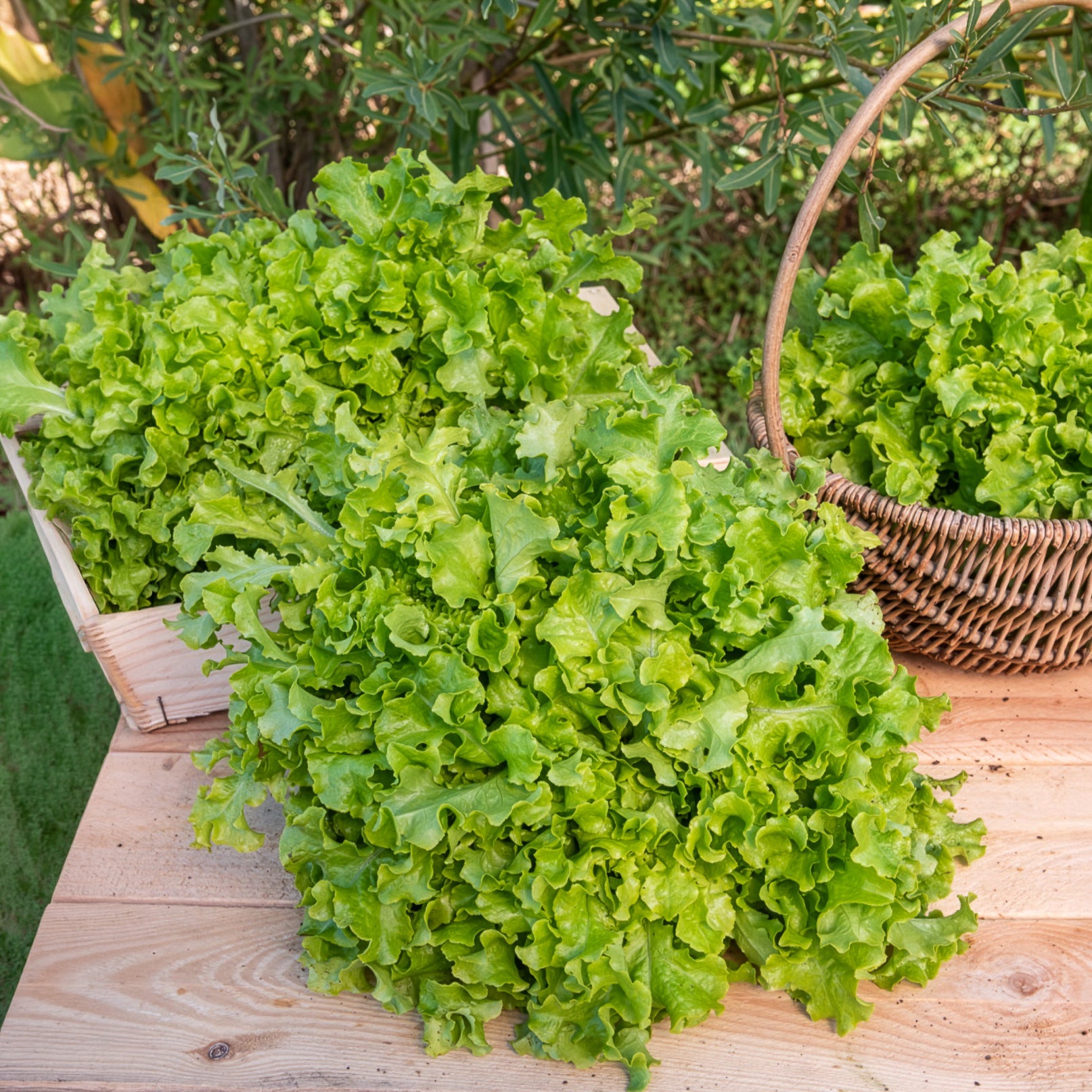Laitue à couper 'Salad Bowl' - Lactuca salad bowl verte - Bakker