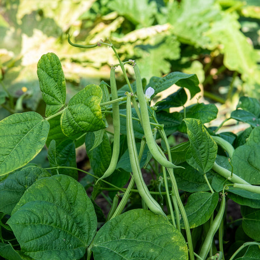 Haricot nain mangetout Maxi - Bakker
