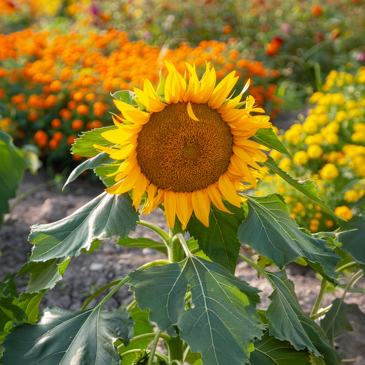Vente Tournesol nain 'Sunspot' - Helianthus annuus Sunspot