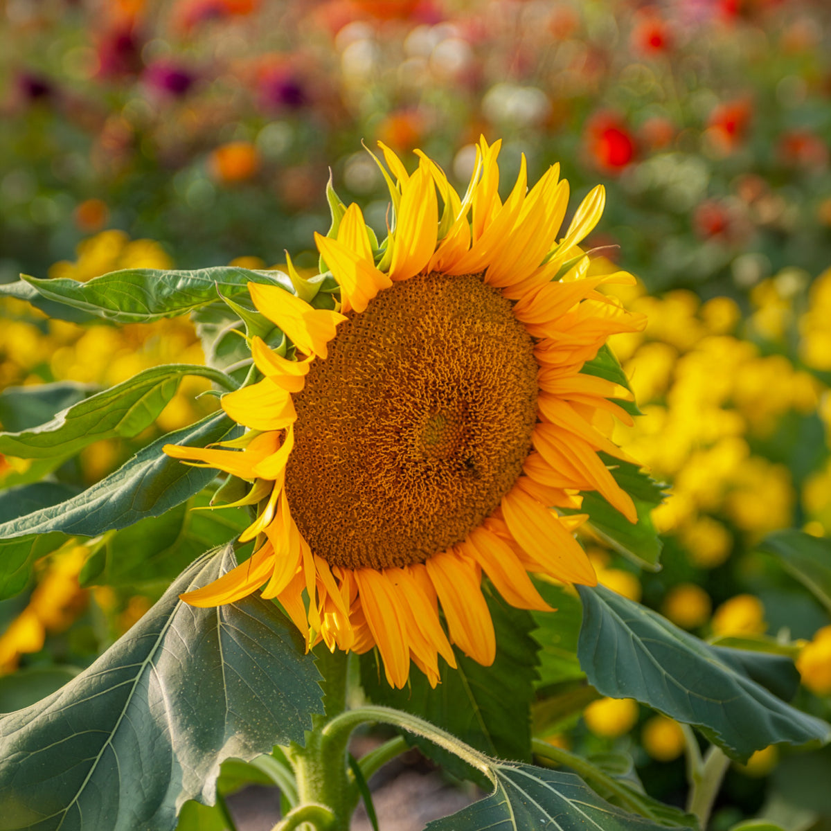 Graines de fleurs annuelles - Tournesol nain 'Sunspot' - Helianthus annuus Sunspot