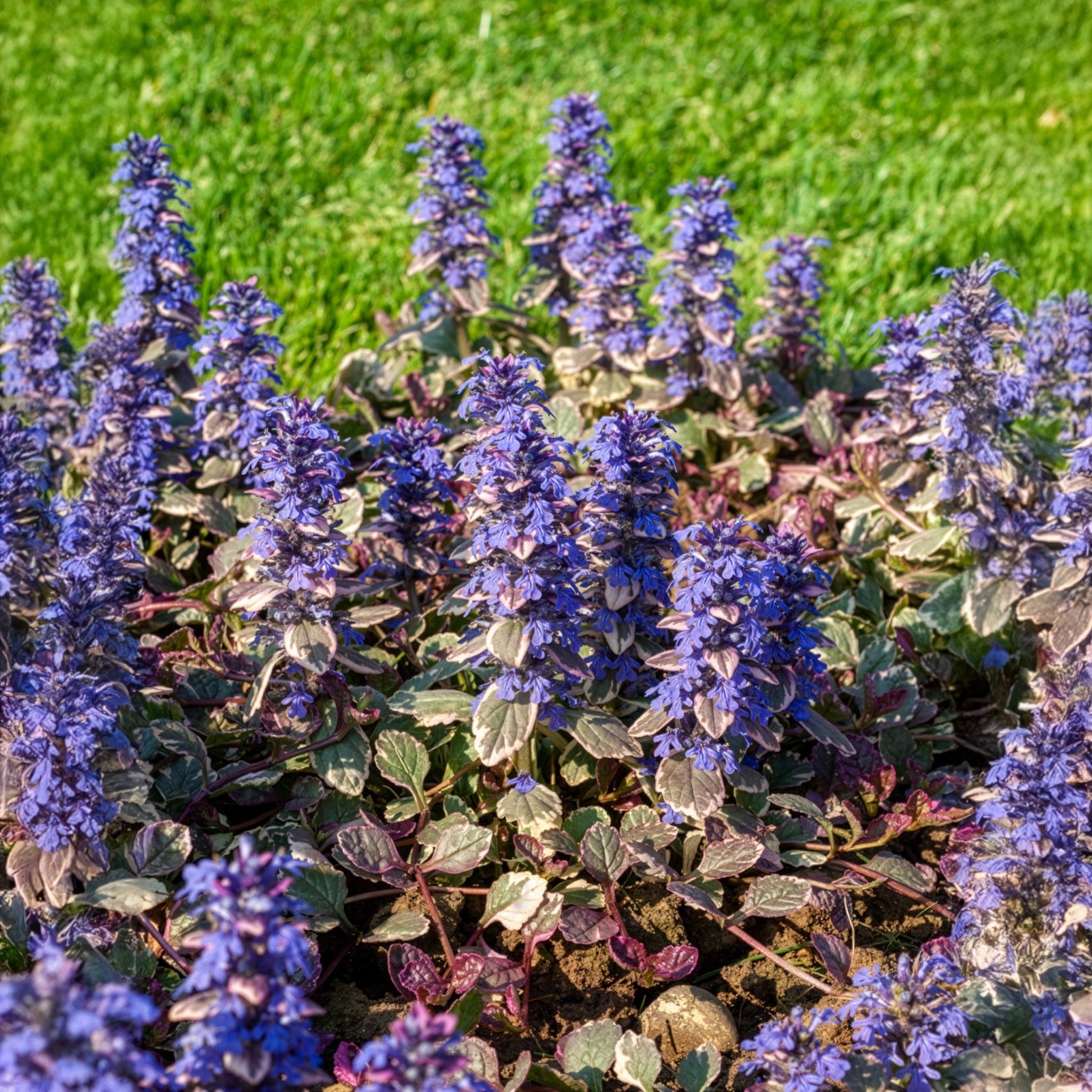 Vente Bugle rampante Burgundy Glow - Ajuga reptans Burgundy Glow