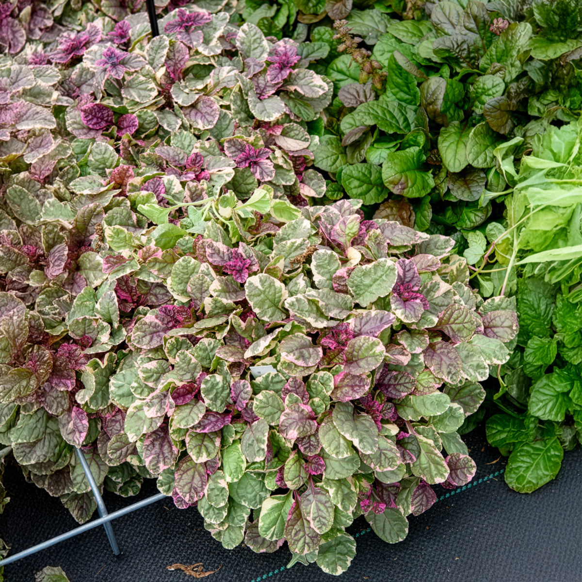 Ajuga reptans Burgundy Glow - Bugle rampante Burgundy Glow - Bugle