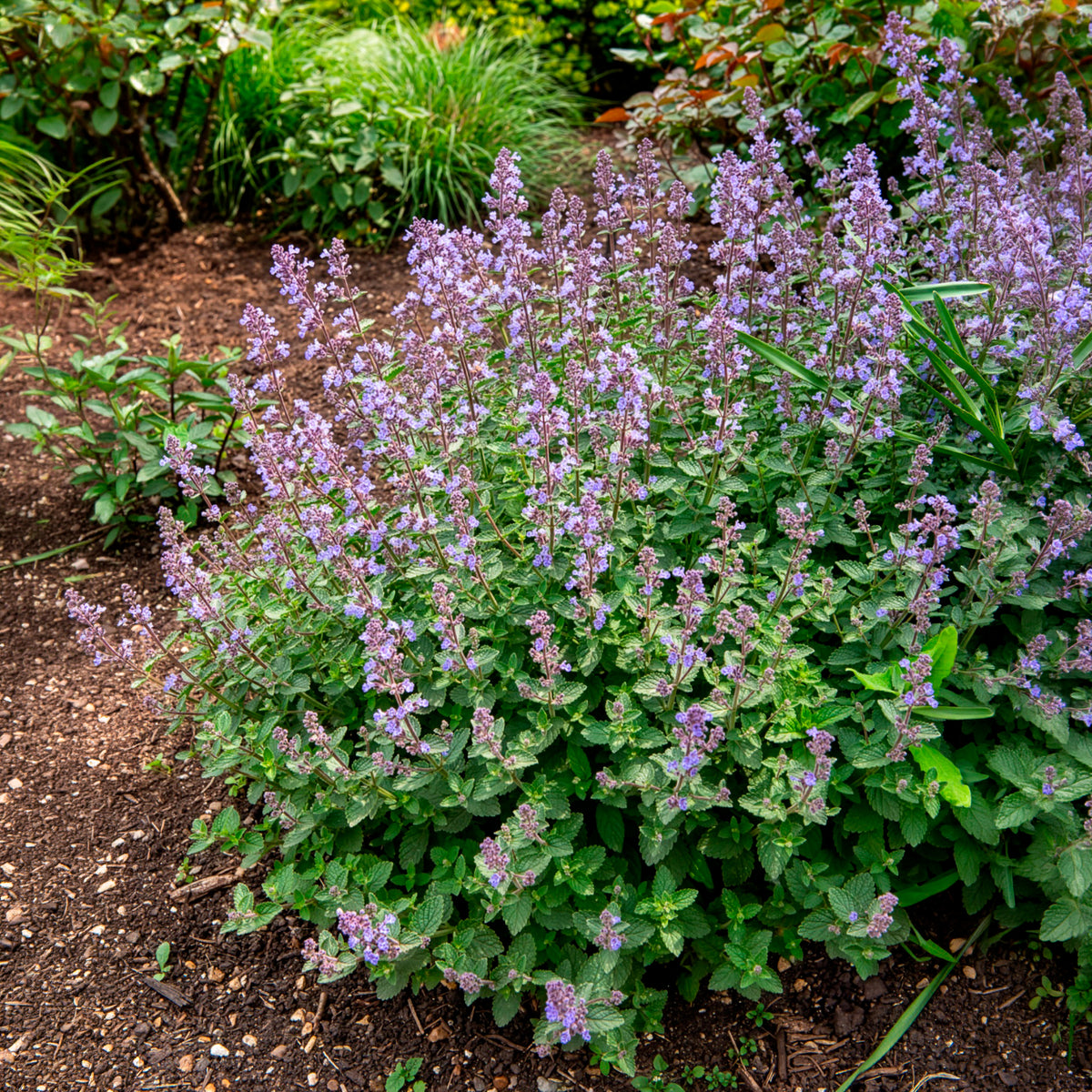 Nepeta parfumée 'Pursian Blue'
