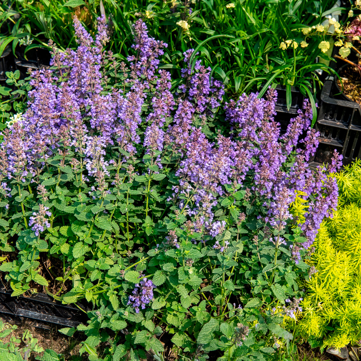 Nepeta parfumée 'Pursian Blue'