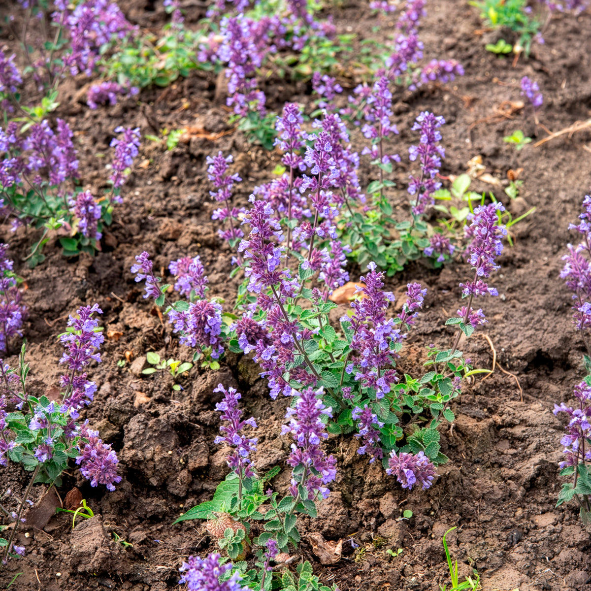 Nepeta parfumée 'Cat's Pyjamas'