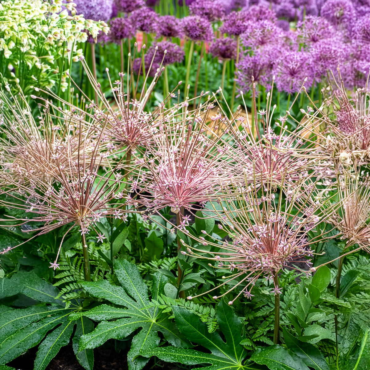 Bulbes d'Allium - 5 Alliums Schubertii - Allium schubertii