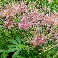Allium schubertii - 5 Alliums Schubertii - Bulbes d'Allium