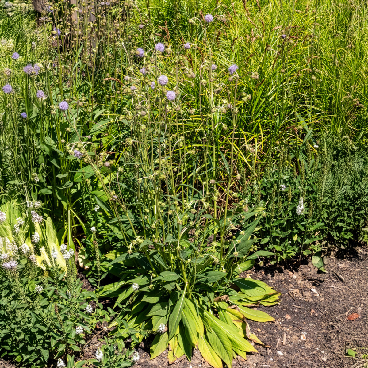 Succisa pratensis - Succise des prés - Plantes sauvages jardin