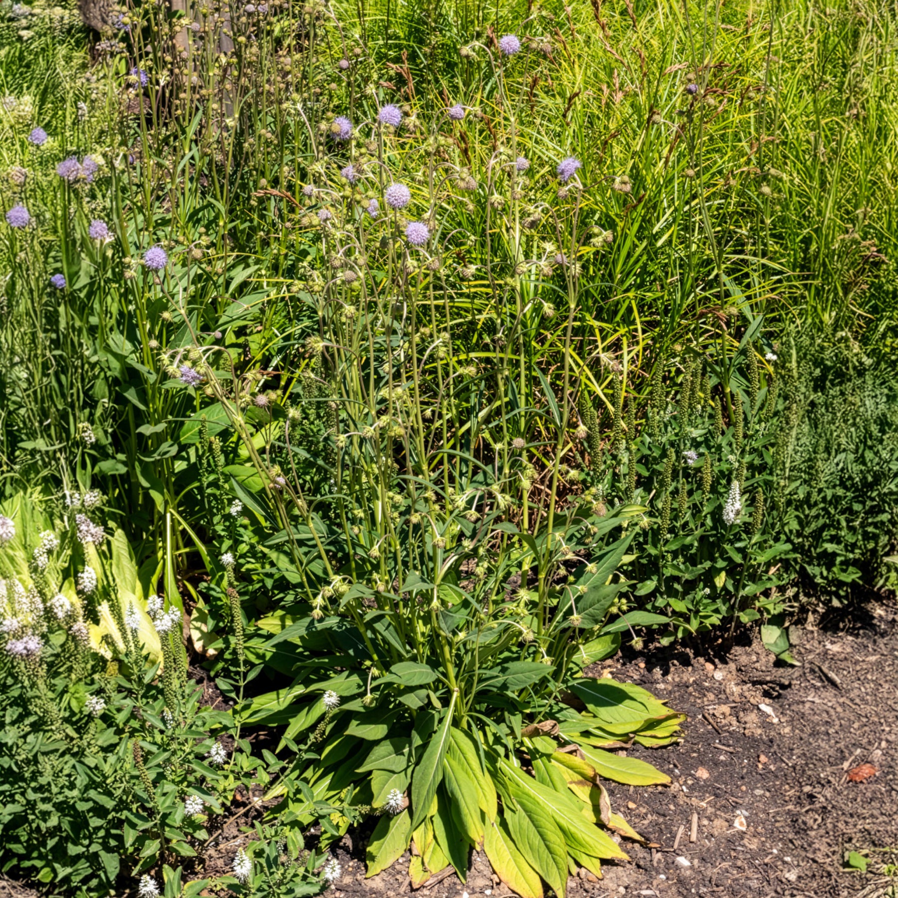 Succisa pratensis - Succise des prés - Plantes sauvages jardin