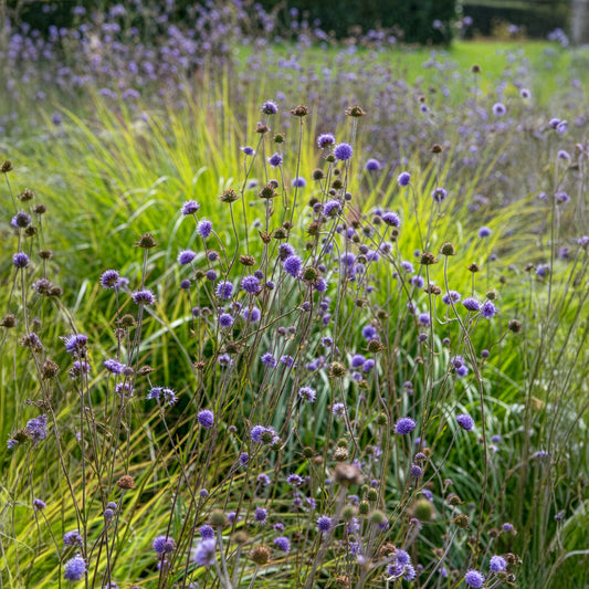 3 Succises des prés - Bakker