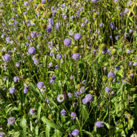 Succise des prés - Succisa pratensis - Bakker