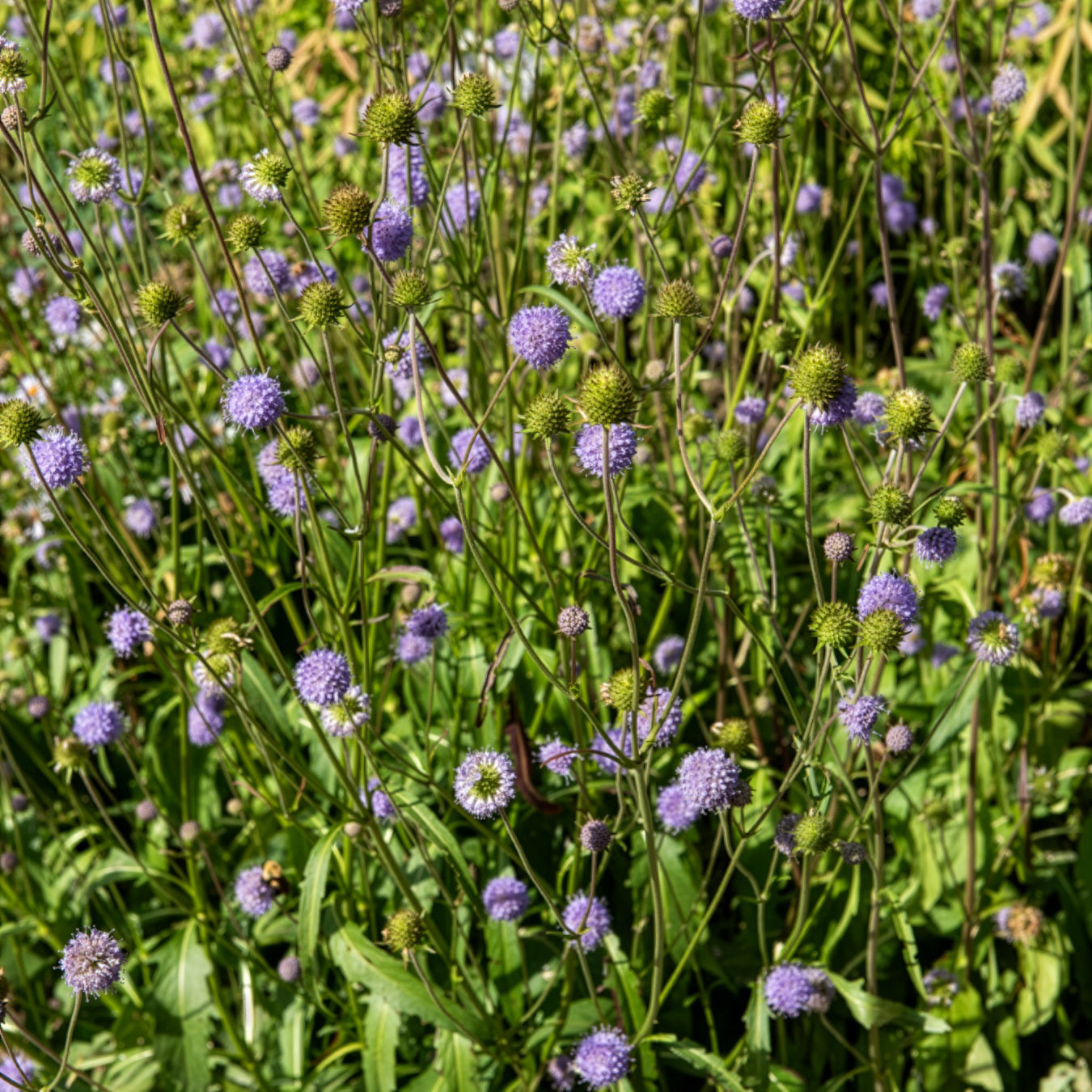 Succise des prés - Succisa pratensis - Bakker
