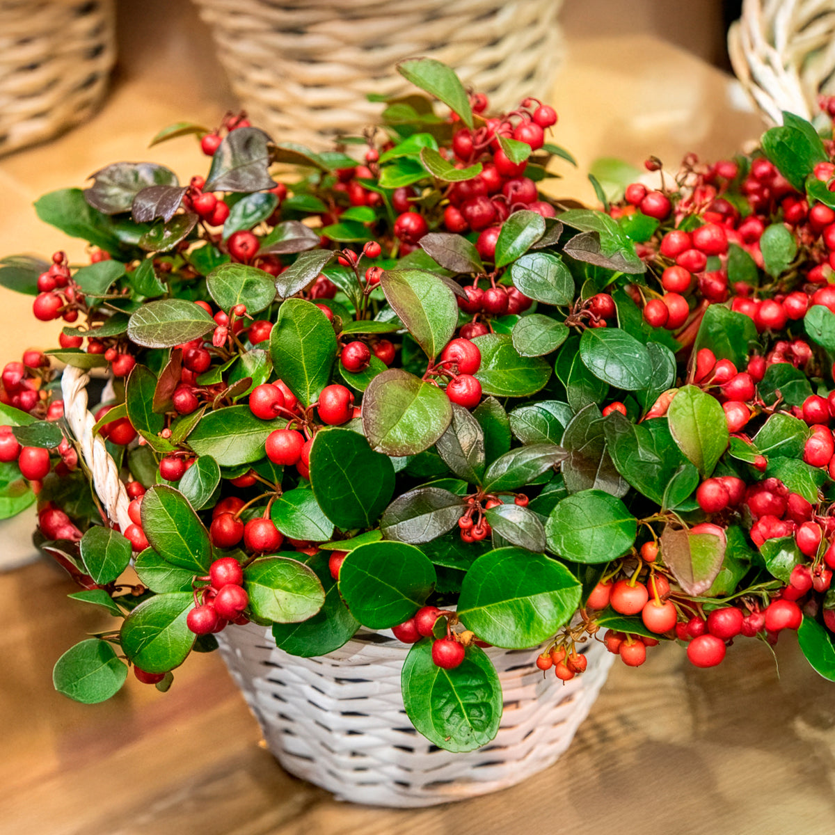Arbustes fleuris - Gaultheria 'Big Berry' - Gaultheria procumbens Big Berry