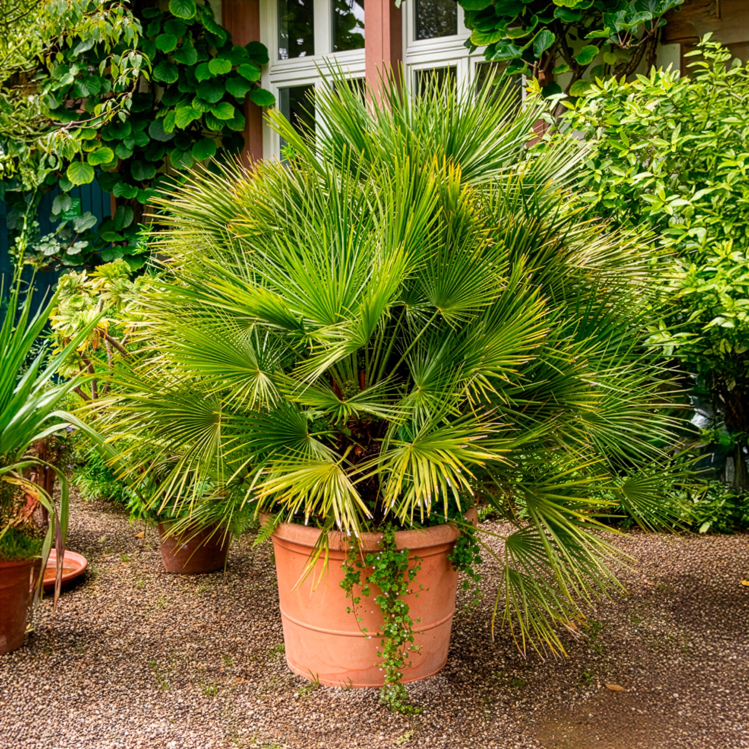 Vente Palmier nain de Méditerranée - Chamaerops humilis