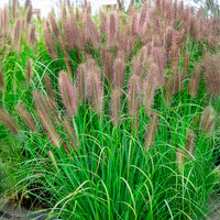 Pennisetum 'Red Head' - Bakker