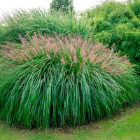 Pennisetum alopecuroides red head - Pennisetum 'Red Head' - Pennisetum
