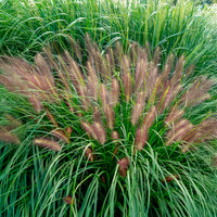 Pennisetum - Pennisetum 'Red Head' - Pennisetum alopecuroides red head