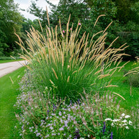 Vente Pennisetum macrourum - Pennisetum macrourum