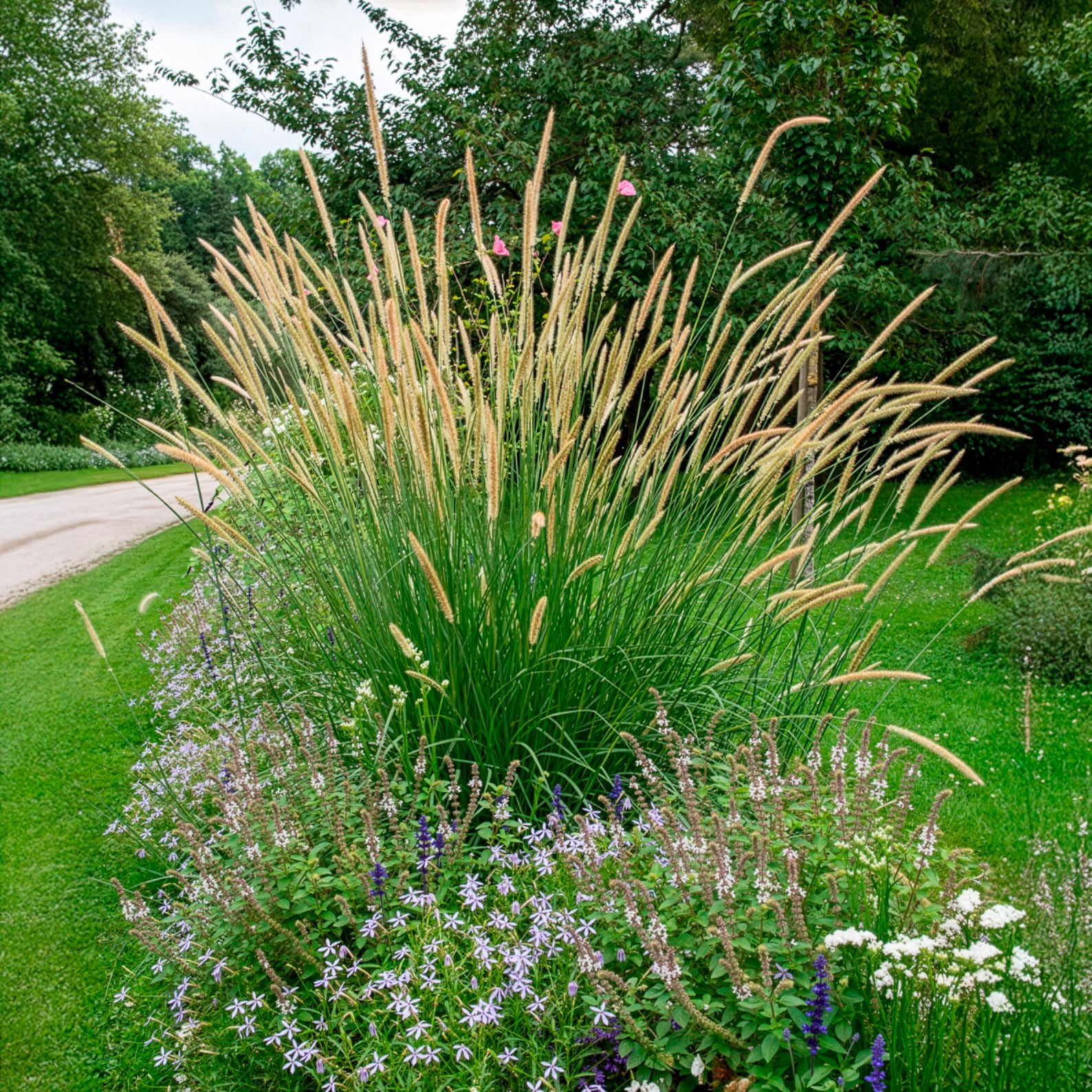 Vente Pennisetum macrourum - Pennisetum macrourum