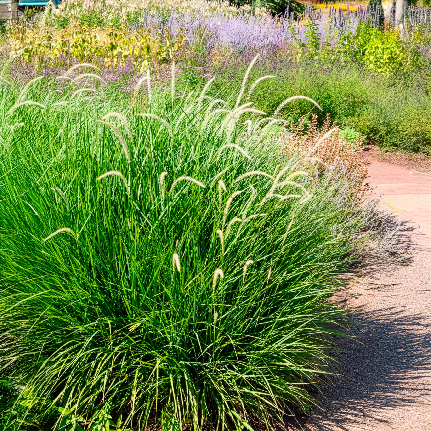Pennisetum 'Fairy Tails' - Pennisetum orientale Fairy Tails - Bakker