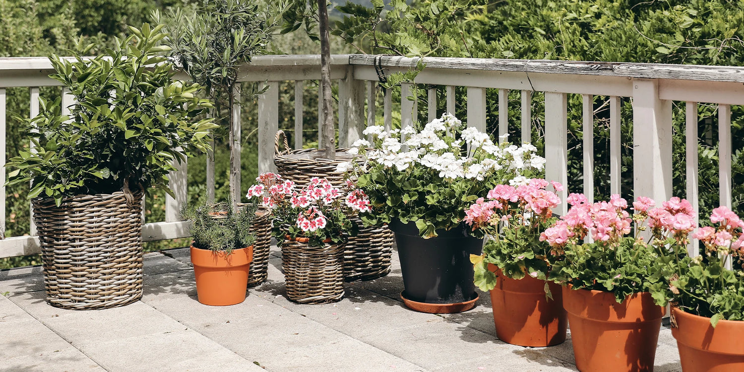 -20% sur les plantes pour balcon et terrasses