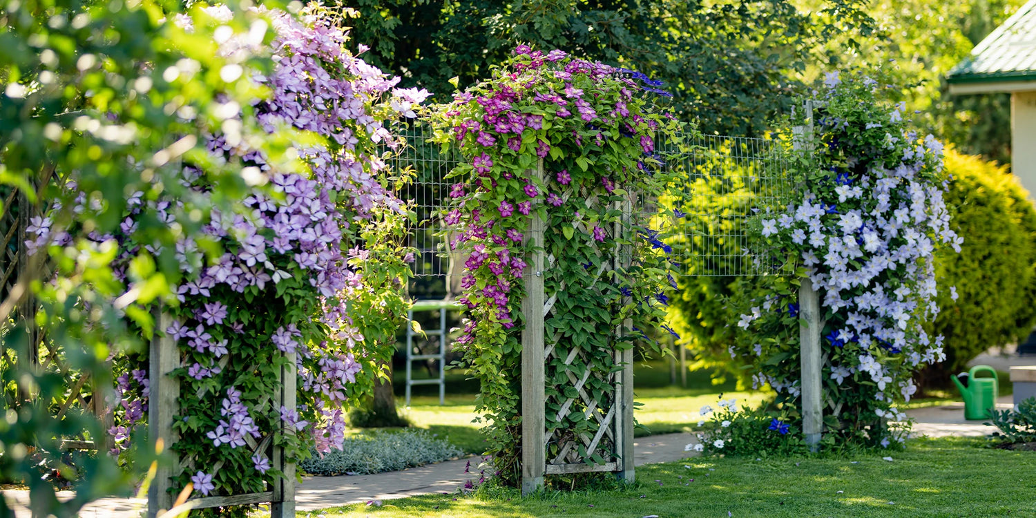 Jusqu'à -25% sur les grimpantes: les stars verticales du jardin