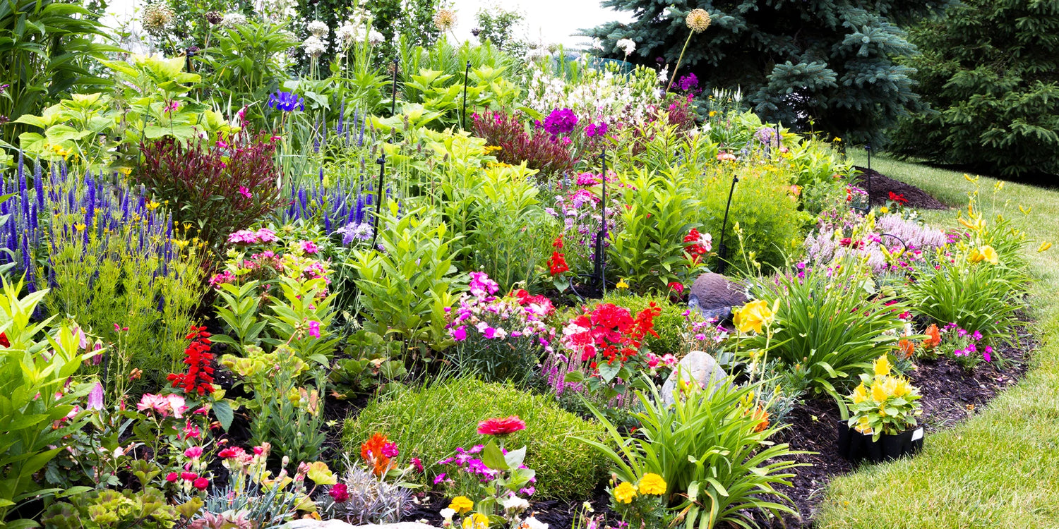 Plantes vivaces : 5 pour 30€ !