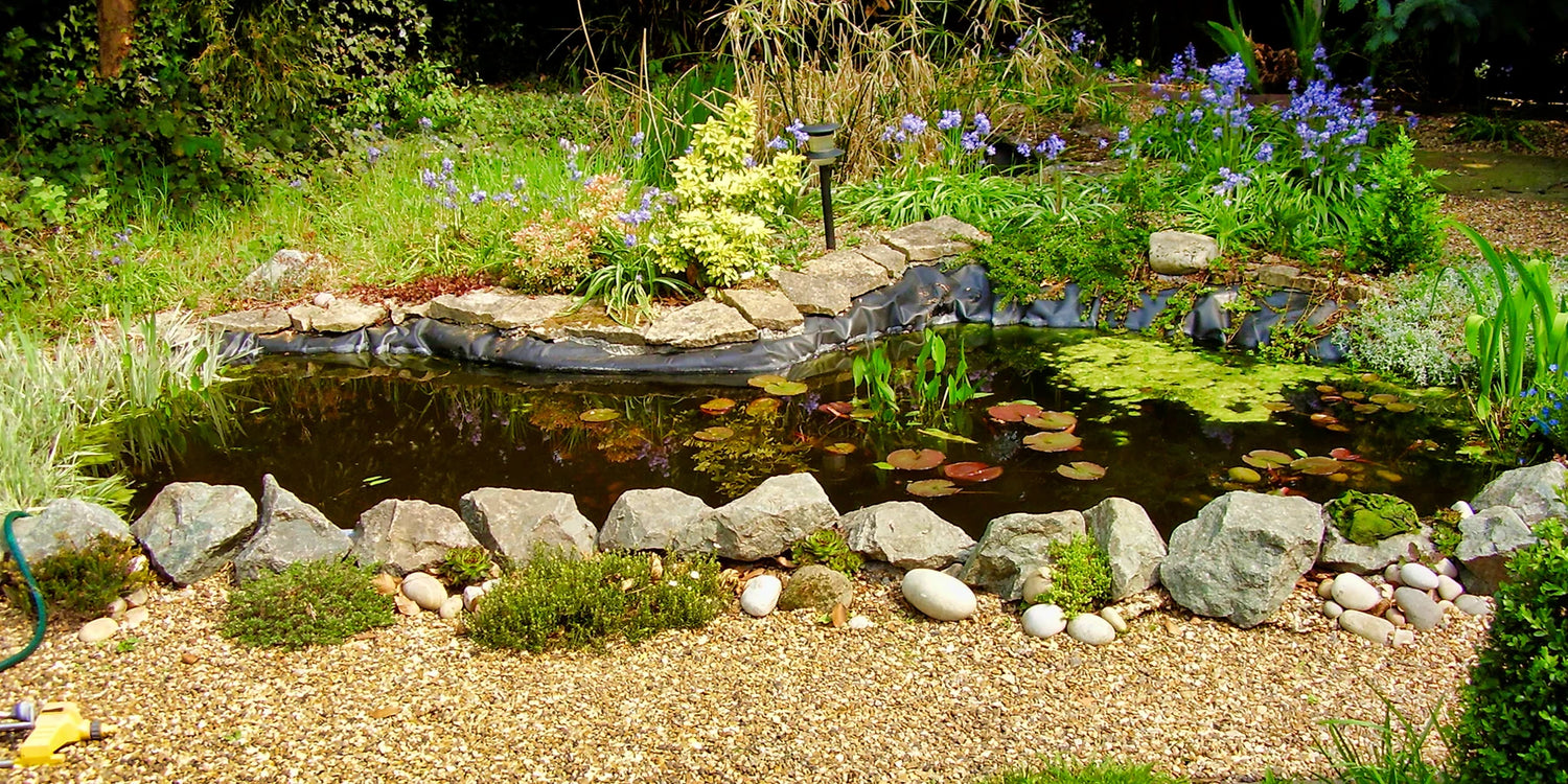 Donnez vie à votre bassin : plantes aquatiques !