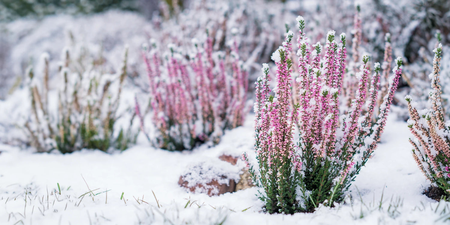 8 plantes aromatiques à cultiver à l'intérieur en hiver - Jardiland