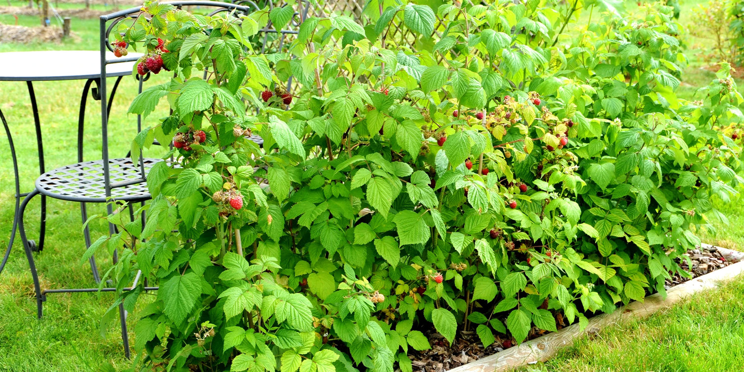 Jusqu'à -30% sur les fruitiers !