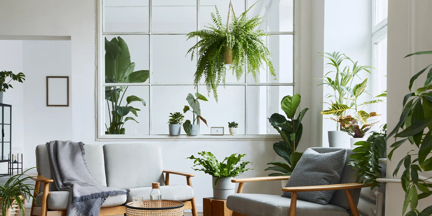 Plantes d’intérieur : c’est le moment !