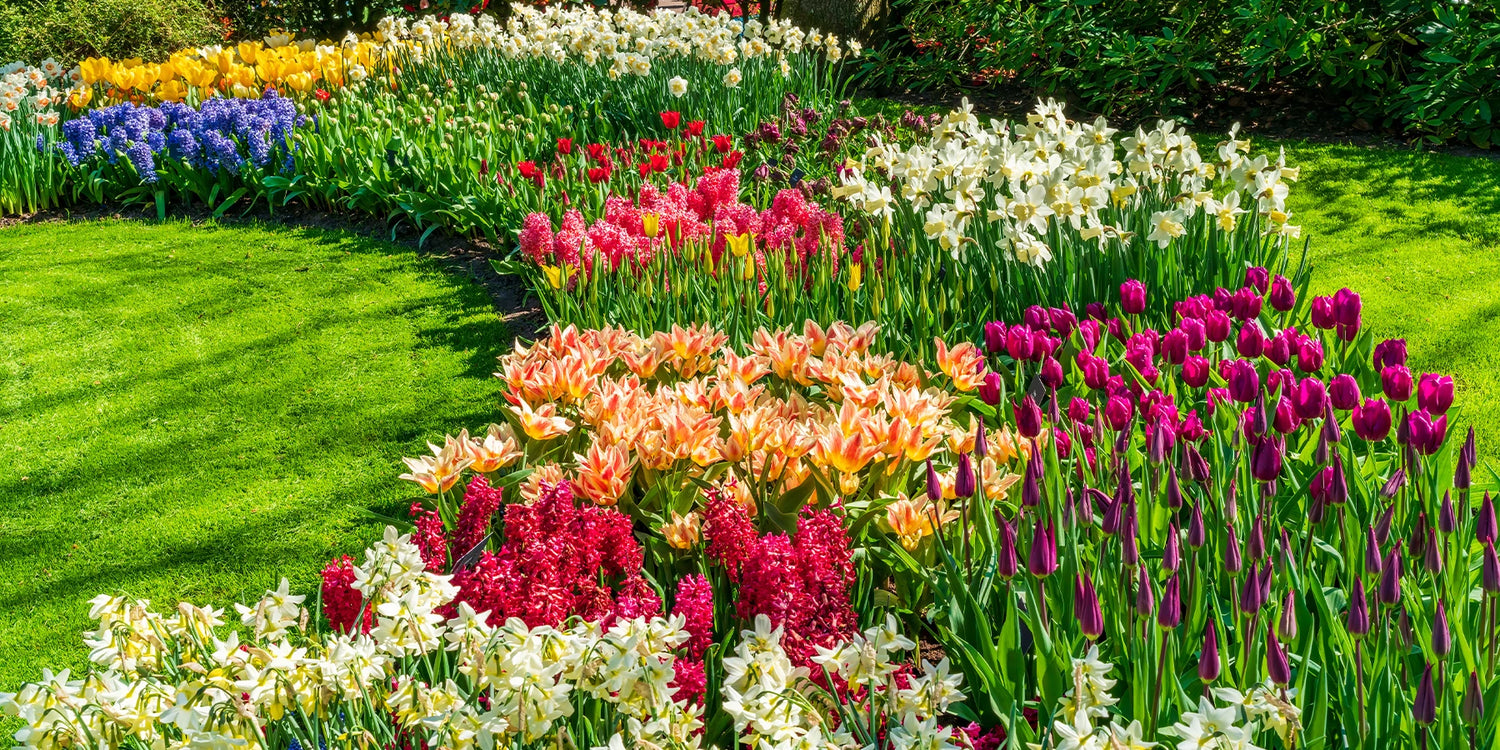 Précommandez les bulbes de printemps dès maintenant !