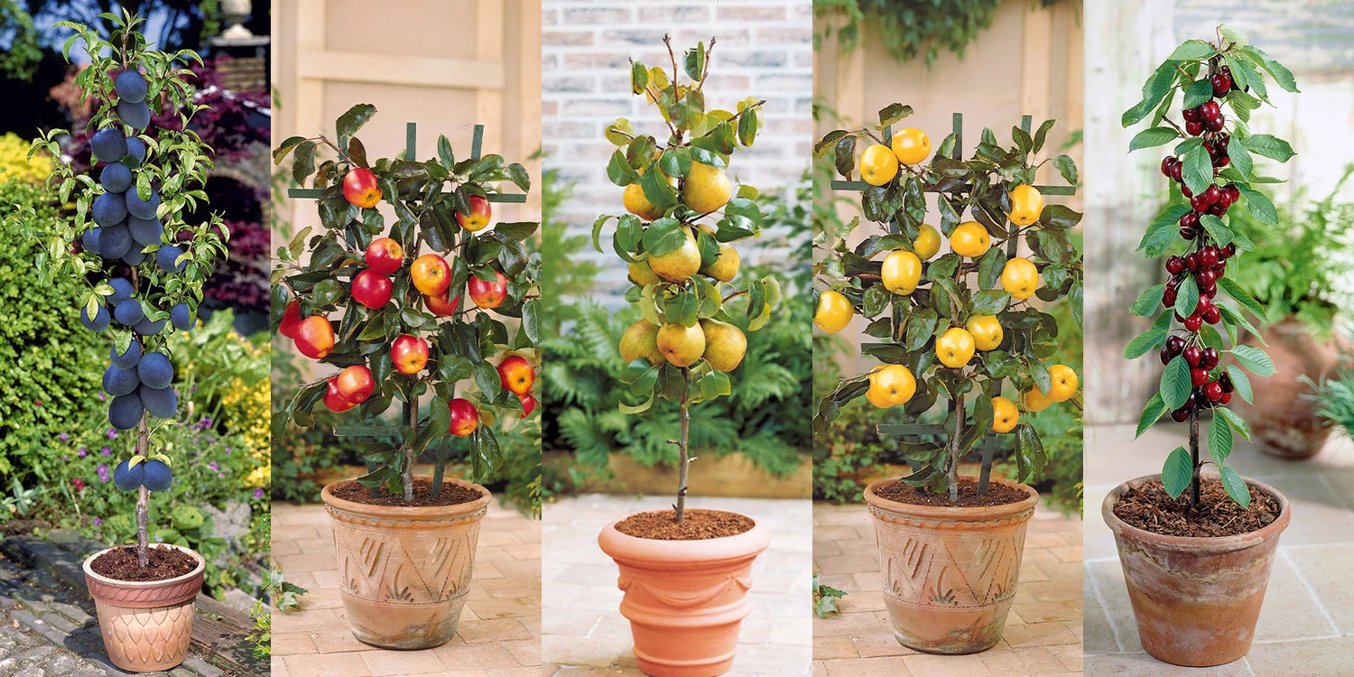 Vente flash: 5 mini fruitiers à -50% !