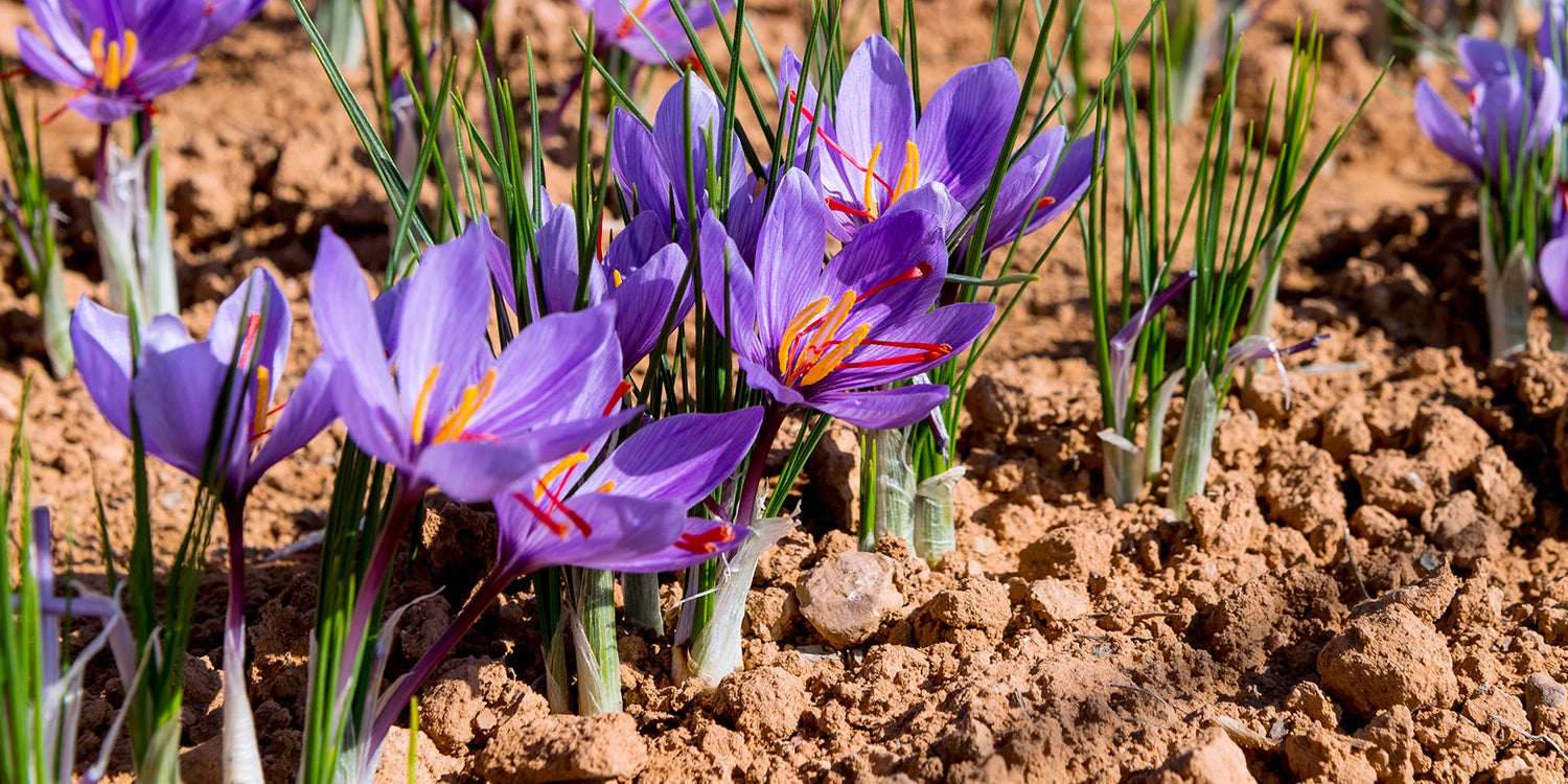 Focus sur le Crocus safran
