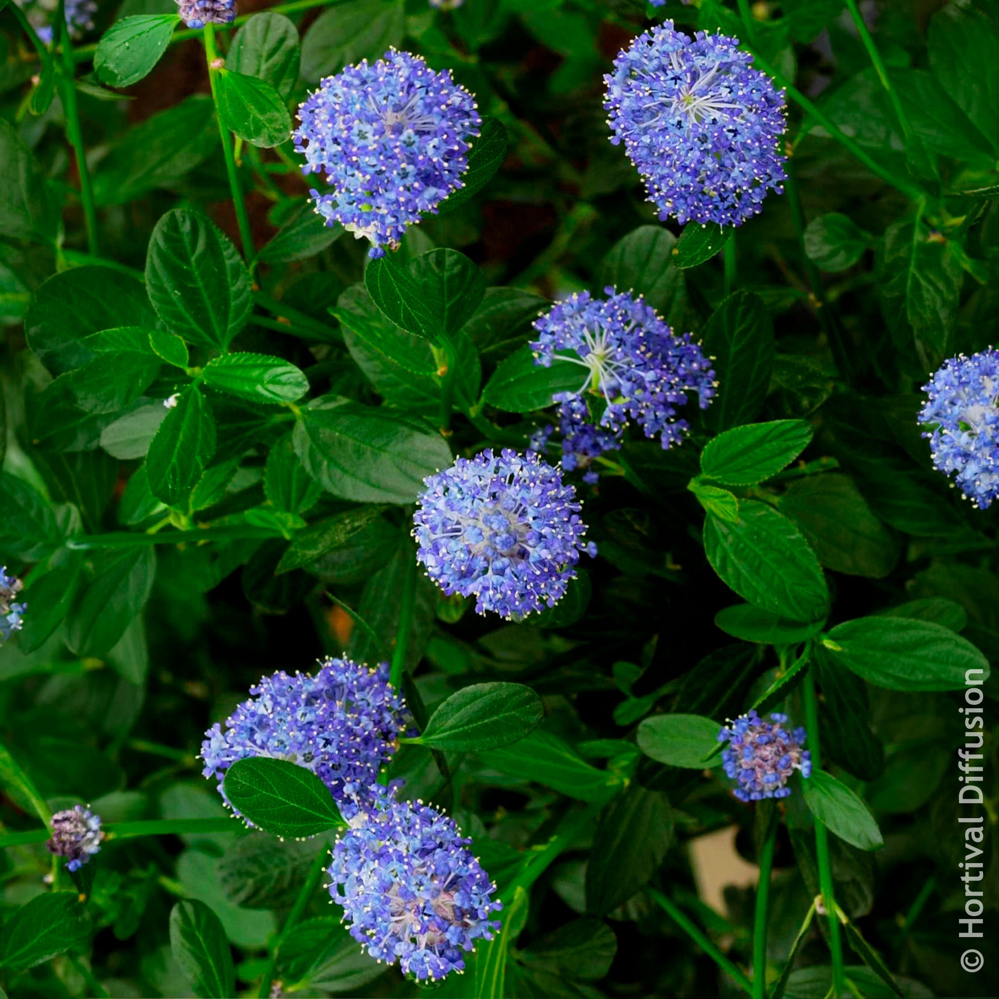 Vente Céanothe Skylark - Ceanothus thyrsiflorus Skylark