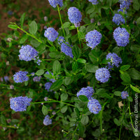 Céanothe - Céanothe Skylark - Ceanothus thyrsiflorus Skylark