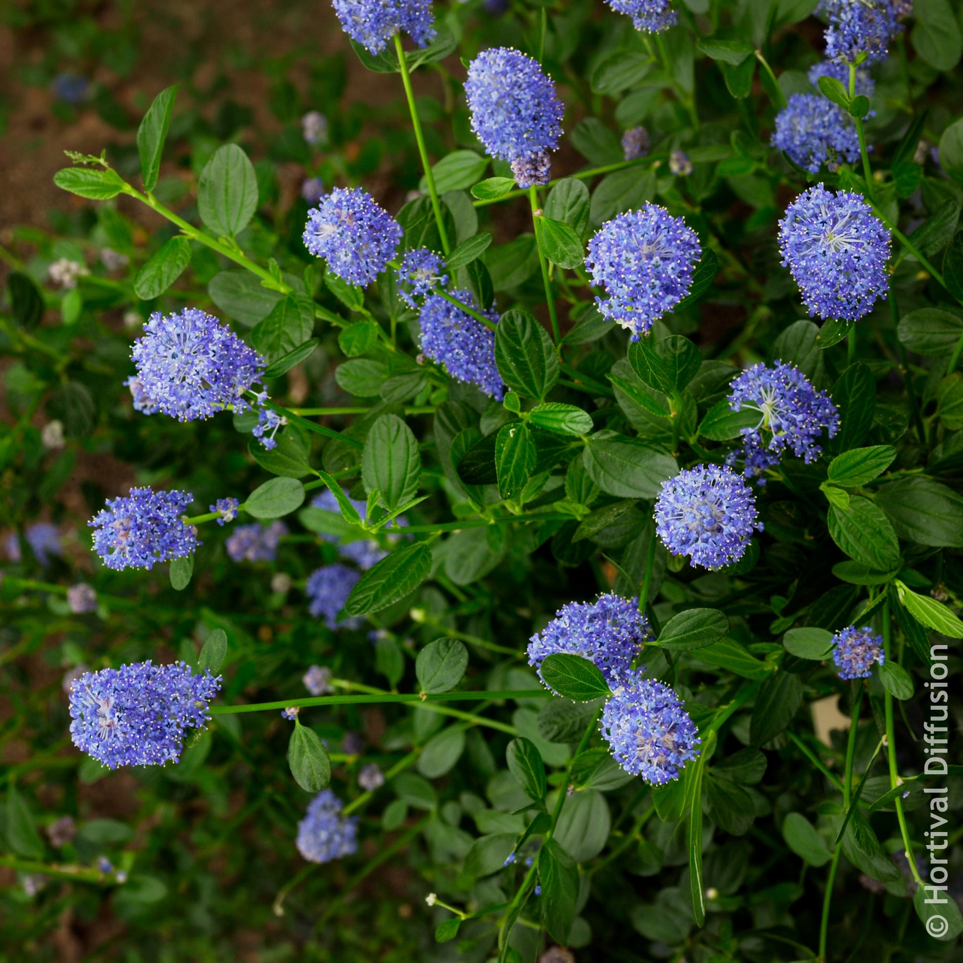 Céanothe - Céanothe Skylark - Ceanothus thyrsiflorus Skylark
