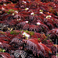 Vente Arbre à soie Summer Chocolate® - Albizia julibrissin Summer Chocolate®