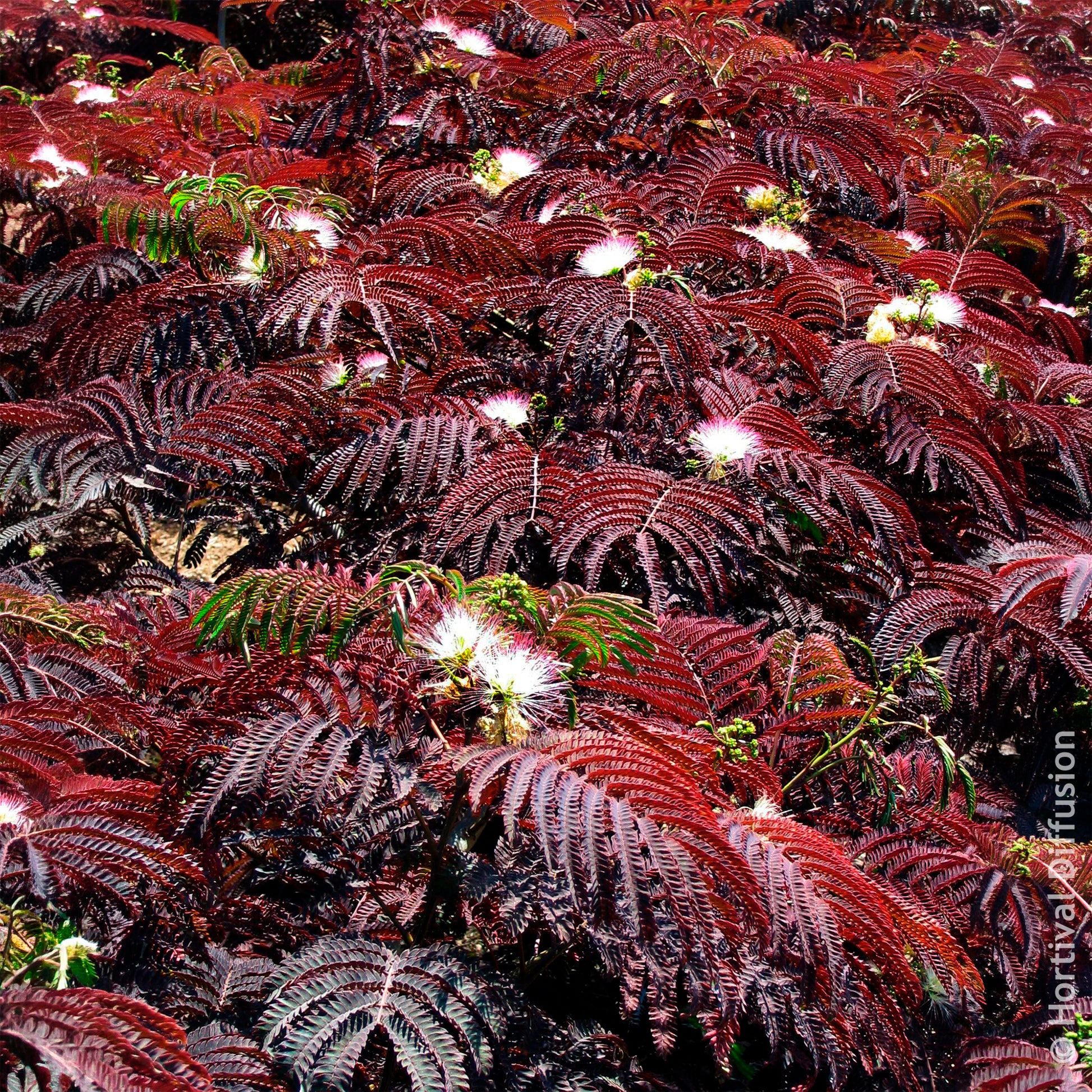 Vente Arbre à soie Summer Chocolate® - Albizia julibrissin Summer Chocolate®