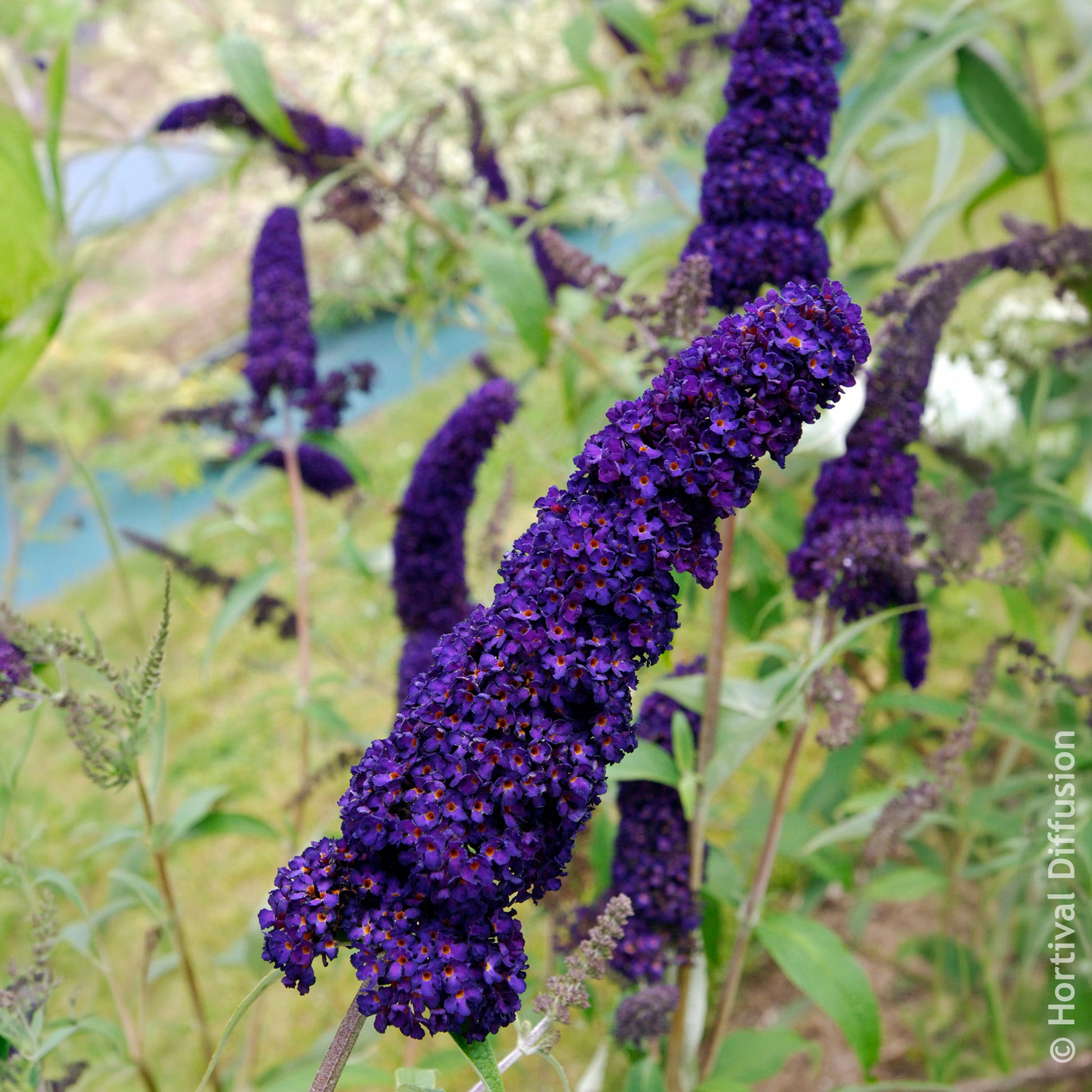 Vente Arbre à papillons Black Knight - Buddleja davidii Black Knight