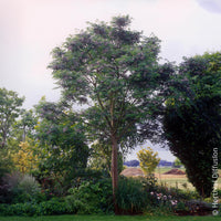 Vente Margousier - Lilas de Perse - Arbres fleuris