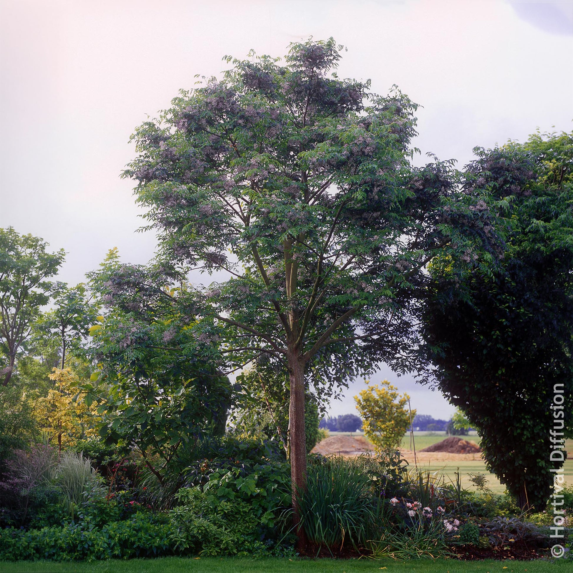 Vente Margousier - Lilas de Perse - Arbres fleuris
