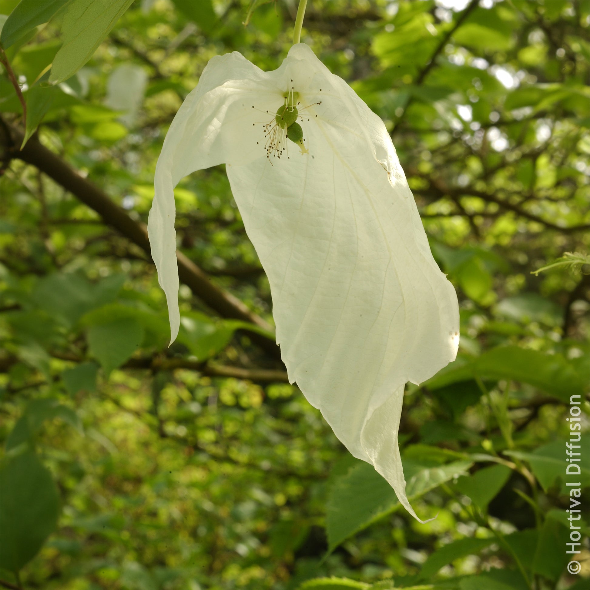 Arbre aux mouchoirs - Arbustes fleuris - Bakker