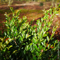 Arbustes de haie - Distylium Linebacker - Distylium Fe Linebacker
